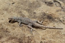 Nmhs Lizards Of New Mexico